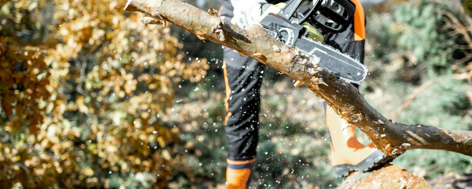 Arborist Services